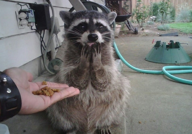 You've just made this raccoon the happiest raccoon on earth.