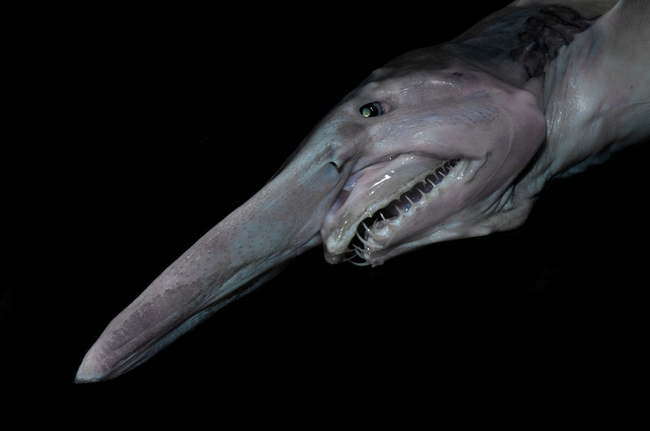 Goblin Shark