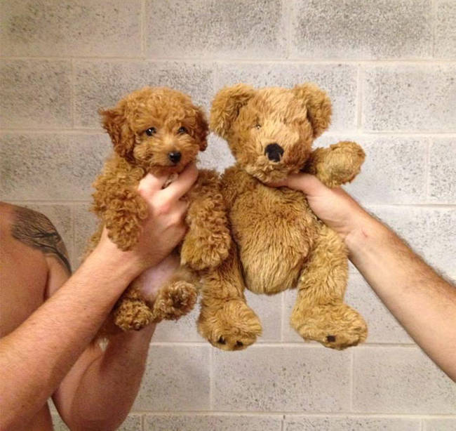 Puppy looks like teddy bear