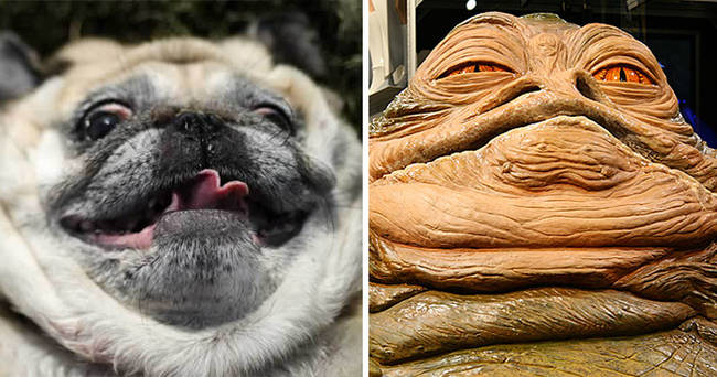 Pug looks like Jabba the Hutt