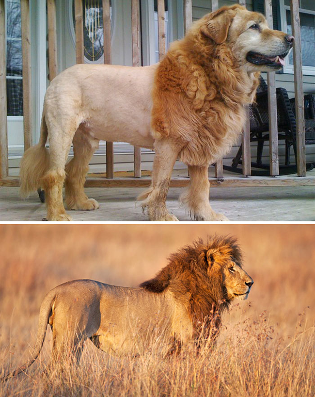 Dog looks like a lion