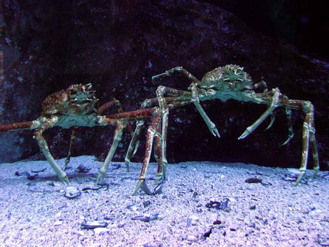 2.) They dwell in the depths.