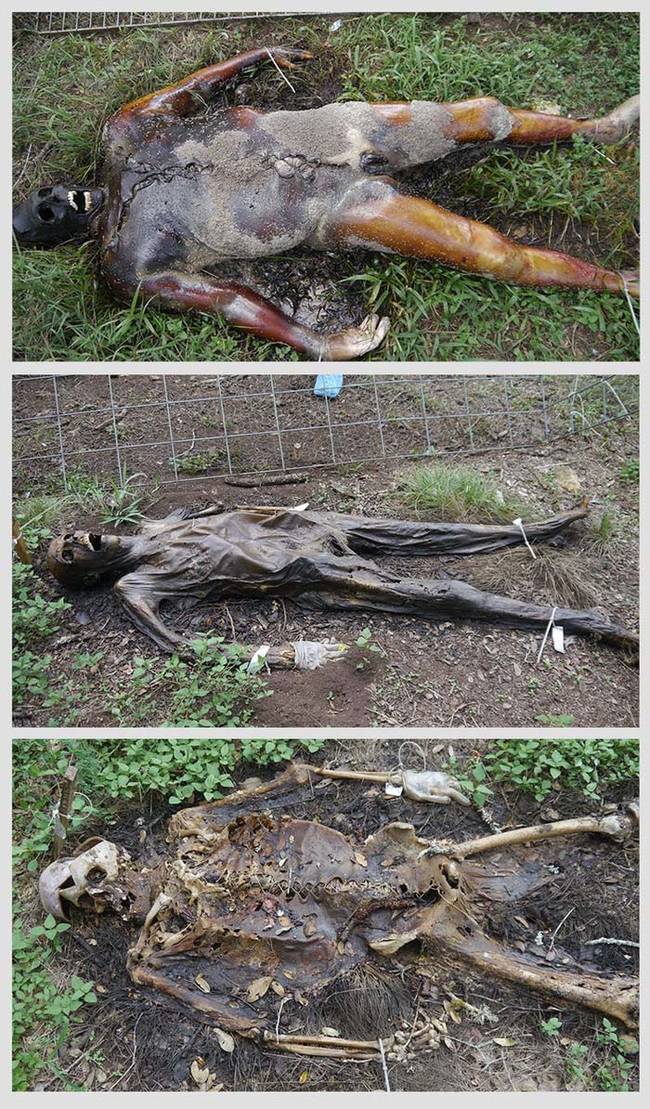 The body goes through three stages of decay when it's inside the cage (pictured below). During the first stage, the body bloats out because the bacteria inside release gases as they consume the body's carbon. Next is advanced decay. This happens after the body bursts and releases decomposition fluids. Finally, there is the dry decay stage, which comes when nearly all flesh on the body is consumed. This stage is usually reached after several weeks, and is the stage most of the bodies at the Freeman Ranch are in.