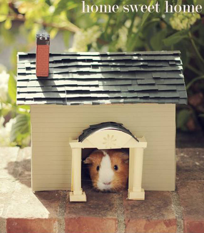17.) Your guinea pig will love his new mini house.