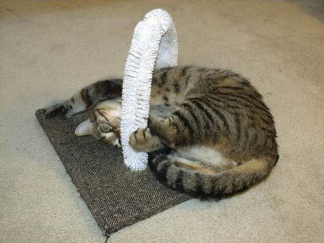 19.) Your cat will lovethis self-petting station.
