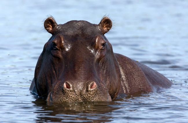 Hippos kill more people in Africa than lions, elephants, leopards, buffaloes, and rhinos combined.