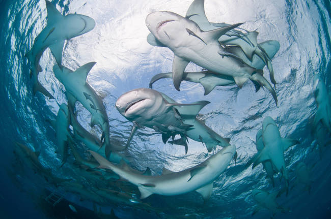 Great white sharks can smell blood in water up to three miles away.