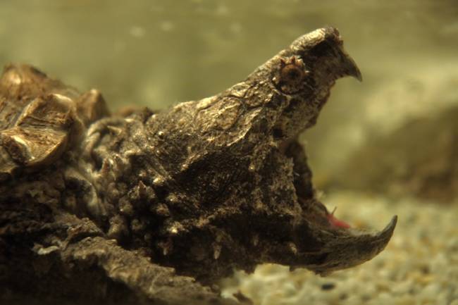 Inda's Ganges River is famous for two things: the Hindu ritual of bringing deceased loved ones to its waters for their final resting place, and pollution. Over the years, snapping turtles were introduced to consume the bodies whose families couldn't afford cremation.
