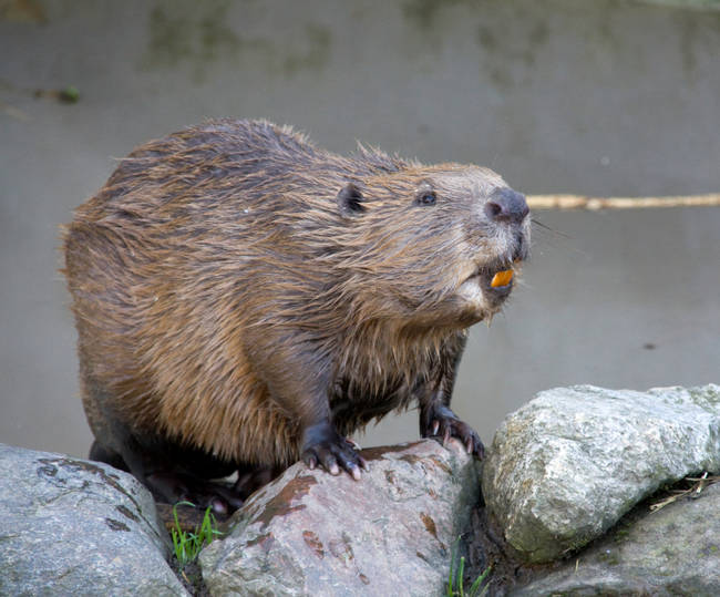 A beaver's teeth never stop growing but stay filed down with all their tree chewing.