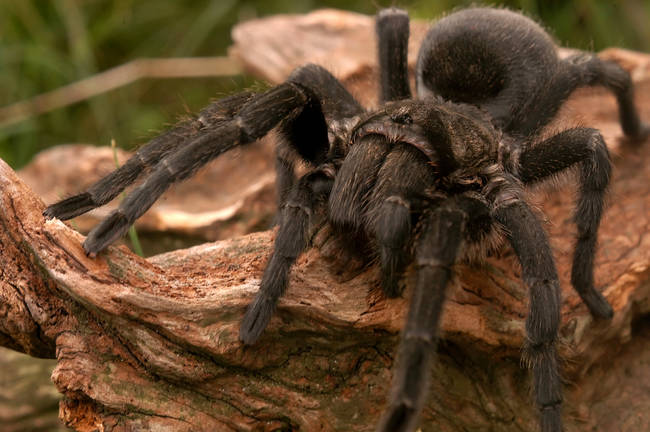Tarantulas consume their prey by injecting them with a poison that liquifies their insides which they then drink.