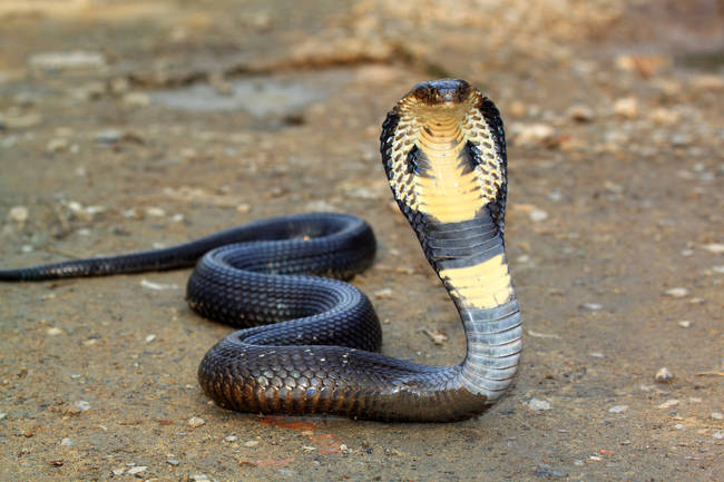 In case you weren't already terrified of snakes, king cobras have enough venom in one bite to kill 20 people.