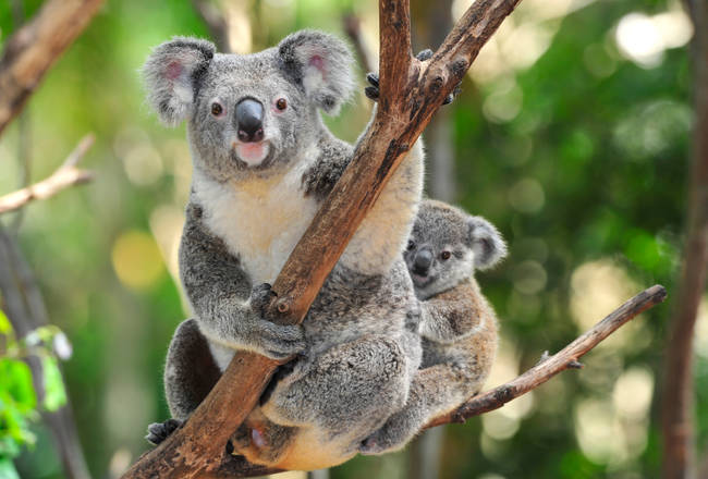 Most koalas have chlamydia.