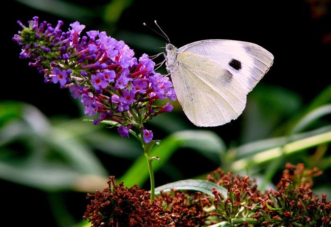 Some species of butterfly have been known to seek out and drink human blood.