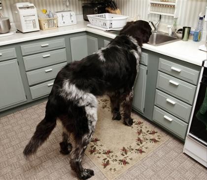 The sink is his water bowl.