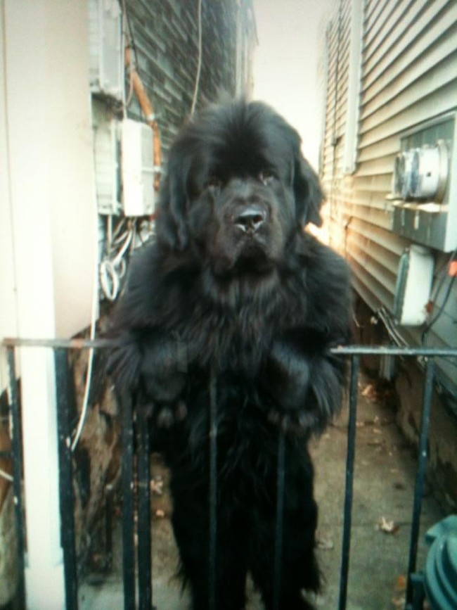 No, that is not a gorilla.