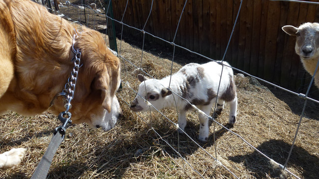 Giant Golden, meet tiny goat.
