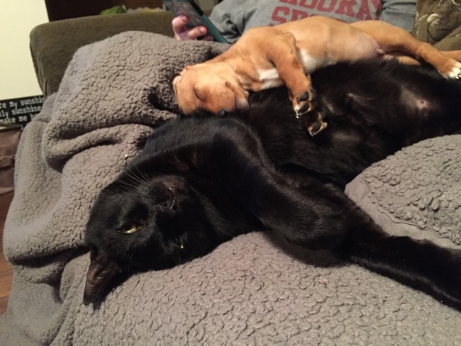 Woah. I definitely thought the cat was the dog and the dog was the cat.