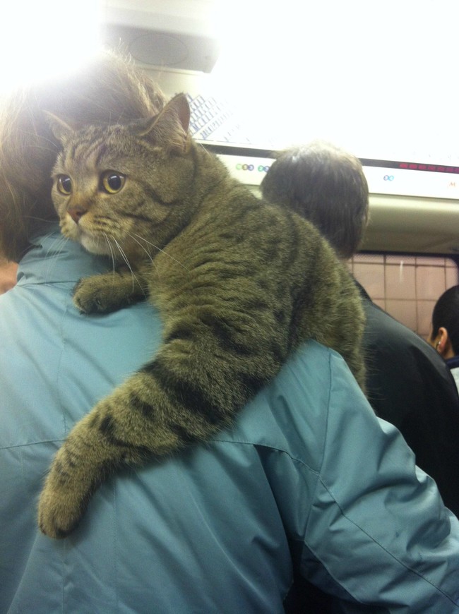 *That moment when you realize you are too big to be carried around on your human's shoulder.*