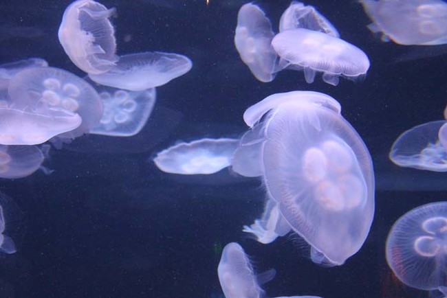 Moon Jellyfish.