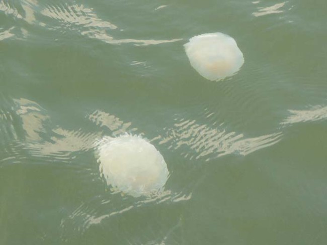 Cannonball Jellyfish.