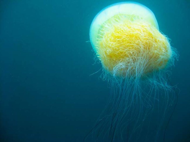 Lion's Mane Jellyfish.
