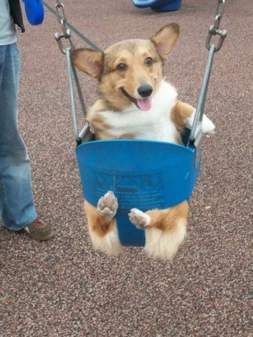 Corgi. In. A. Swing!