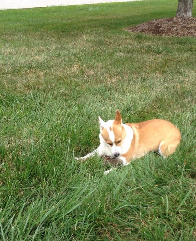 This Corgi made friends with a bunny...