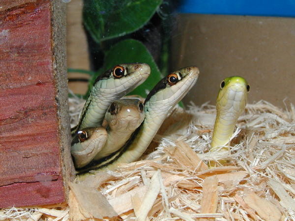 "Did you sssay something?"