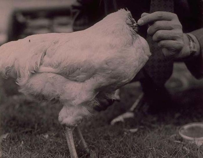 Some animals can survive decapitation.