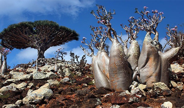 Socotra