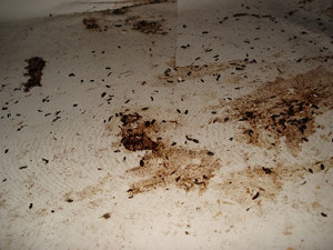 MrMonitorMoniker: "The building itself was in terrible shape&mdash;infested with rats and cockroaches. I would wake up at night to find mouse droppings in my sheets."