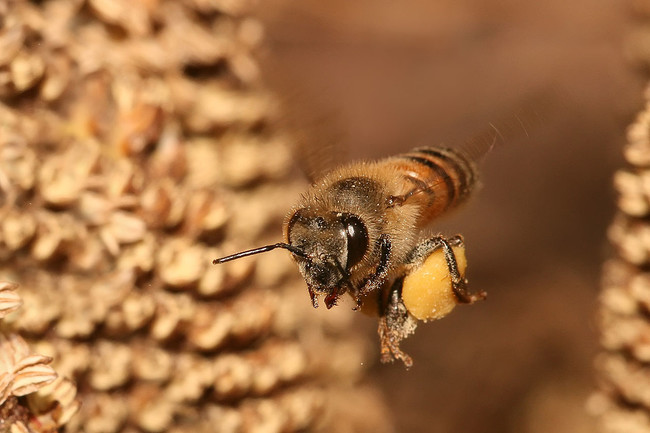 When male bees mate, their sexual organs explode, causing them to die.