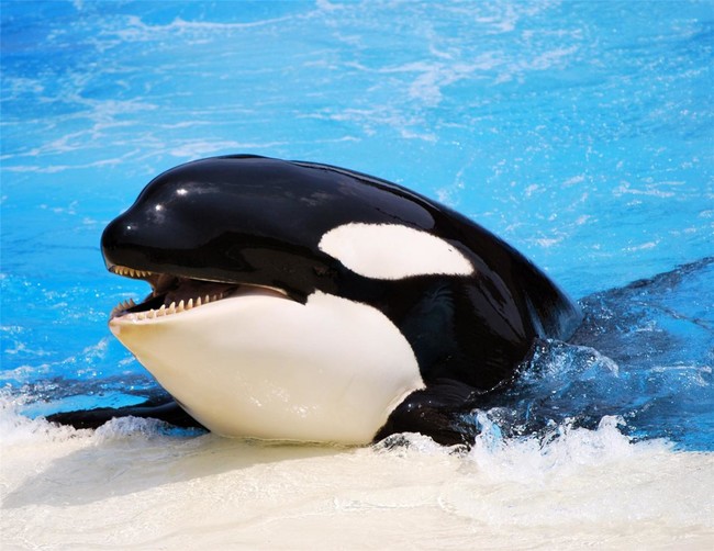 Orca whales kill sharks. Their preferred method is suffocation.