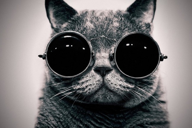 The CIA once had a program where they trained cats to be spies.