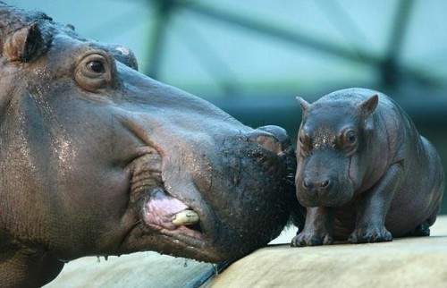 Hippo skin can weigh up to 50 pounds.
