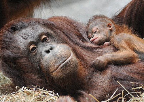On average, mother orangutans only give birth every eight years or so.