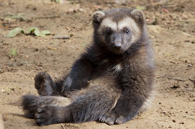 Though they are only about as big as a medium-sized dog, wolverines can take down an animal the size of a caribou.