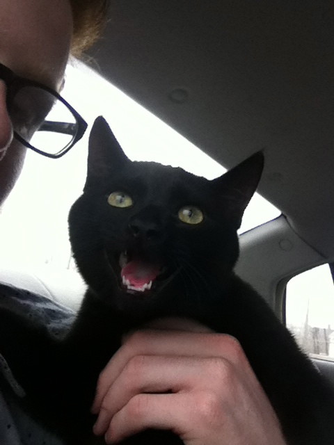 "Now I see what the dog was saying about car rides!"