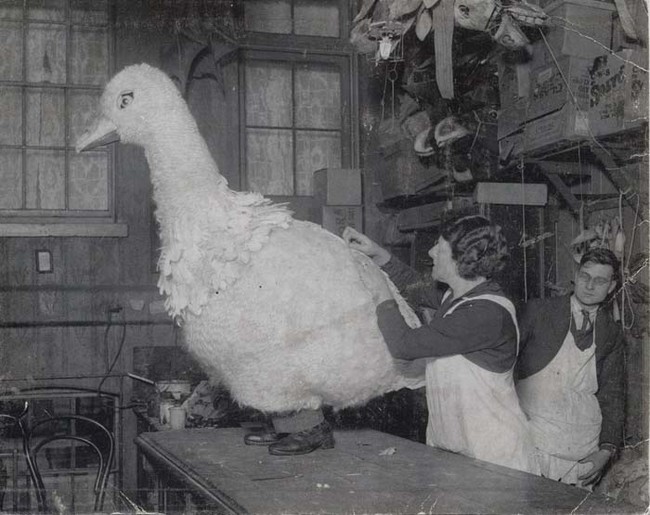 Creating a human-duck hybrid?