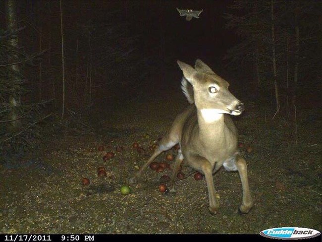 I hope a flying squirrel is the only thing this deer is running from.