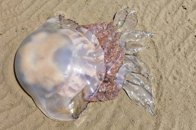 Got a jellyfish sting? Pouring beer or wine on it will take the pain away.
