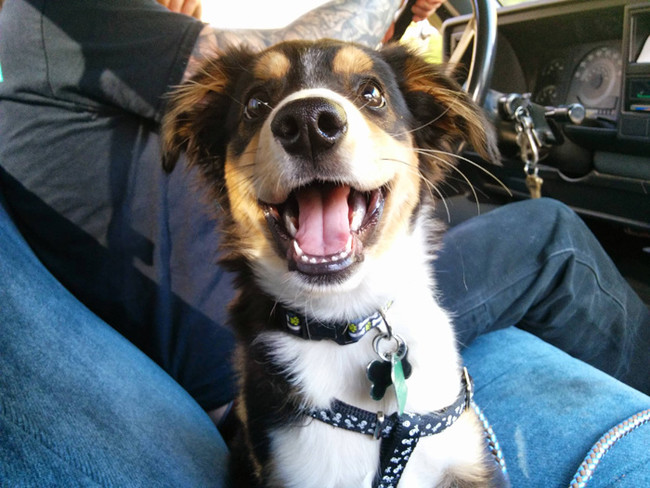 This cutie can ride shotgun with me anytime.