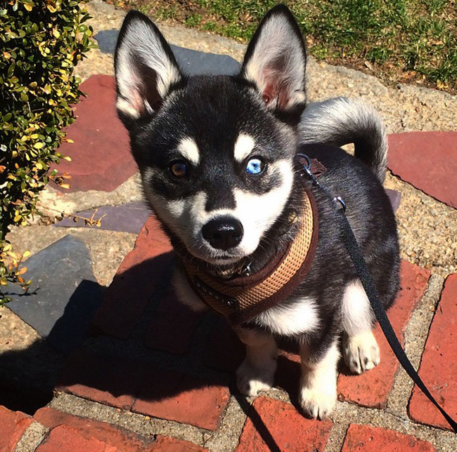 There's magic in this pup's eye.