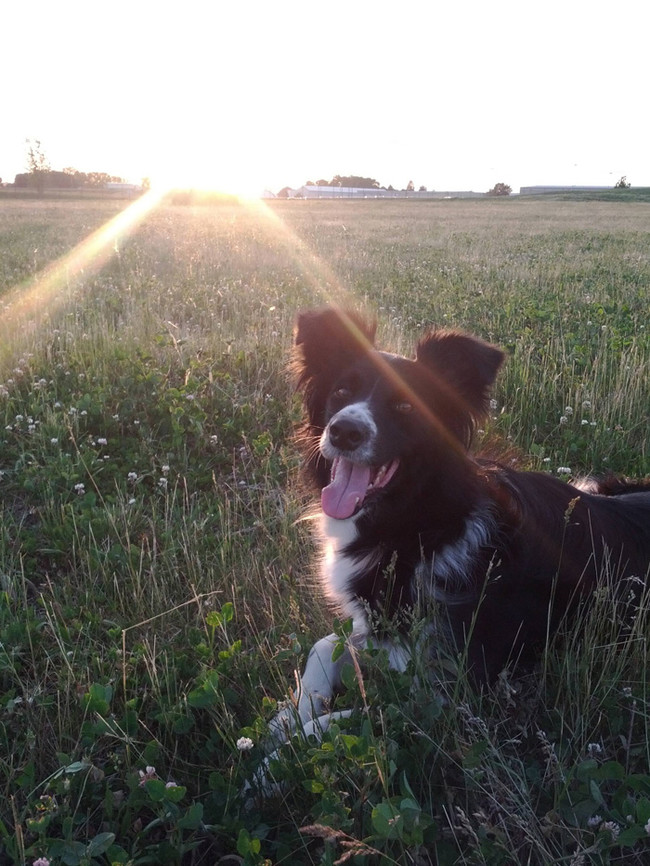 This sweet face shines brighter than any old sunset.