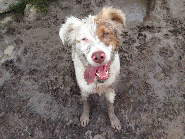 It may be a muddy face, but you still can't be mad at it.