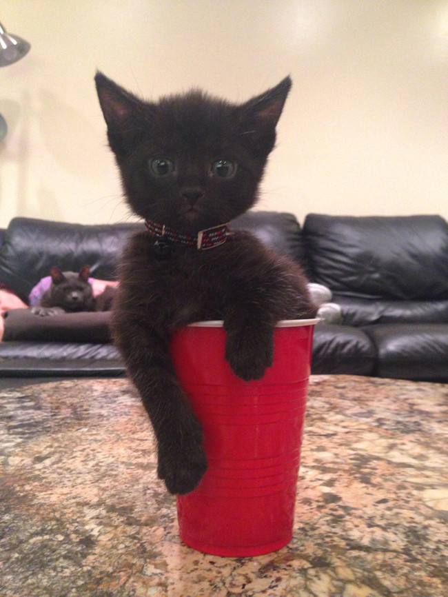 I'd like a refill of this, please.