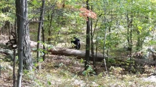 This picture of a bear was snapped by a hiker in New Jersey. Moments later, the hiker was attacked and killed by the same bear.