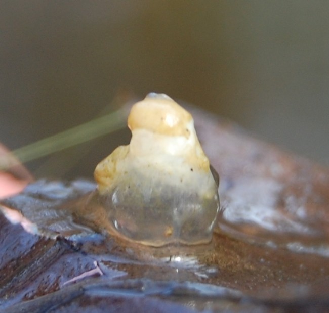 A South Korean woman once ate partially cooked squid and found spermatophores swimming around in her mouth.
