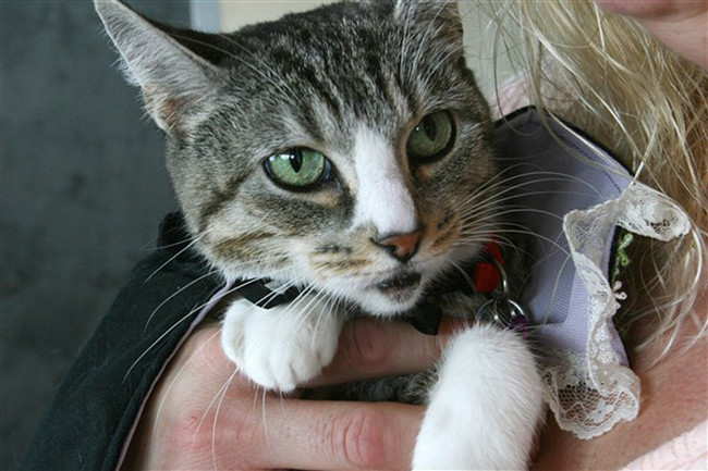 Winnie the "Wonder Cat"