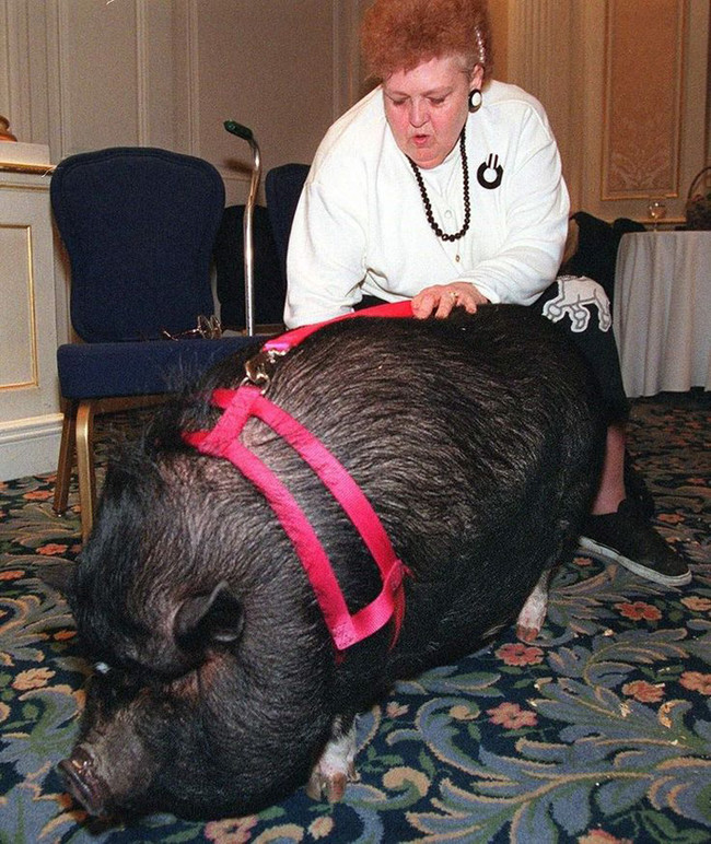 LuLu the Potbellied Pig